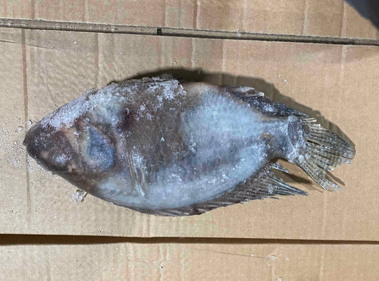 GS Tilapia (40 lb)
