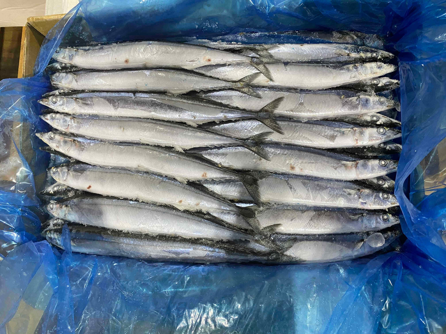 Mackerel Pike (22 lb)