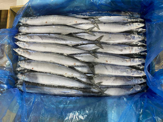 Mackerel Pike (22 lb)