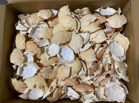 Crab Shell (500 pc)