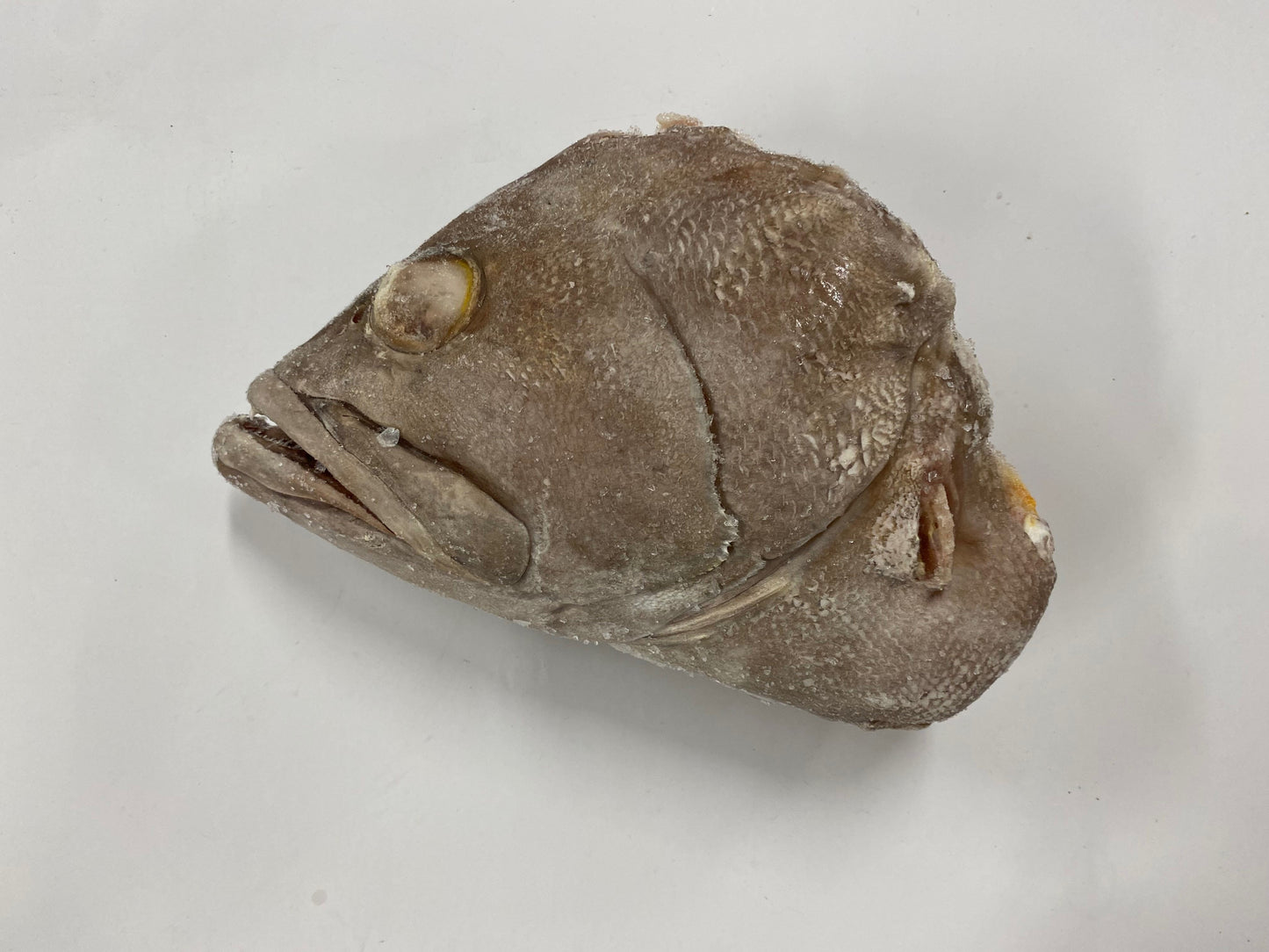 1-4 lb Grouper Head (10lbs)