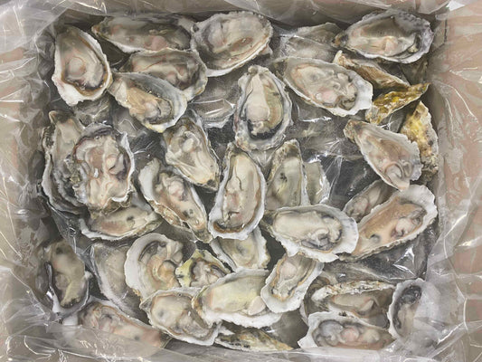 Half Shell Oyster (144pcs)