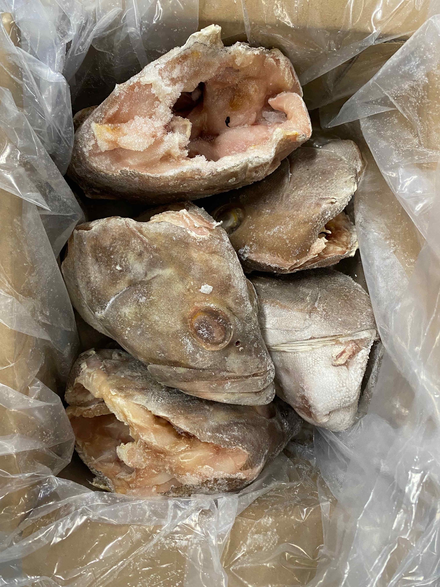 1-4 lb Grouper Head (10lbs)