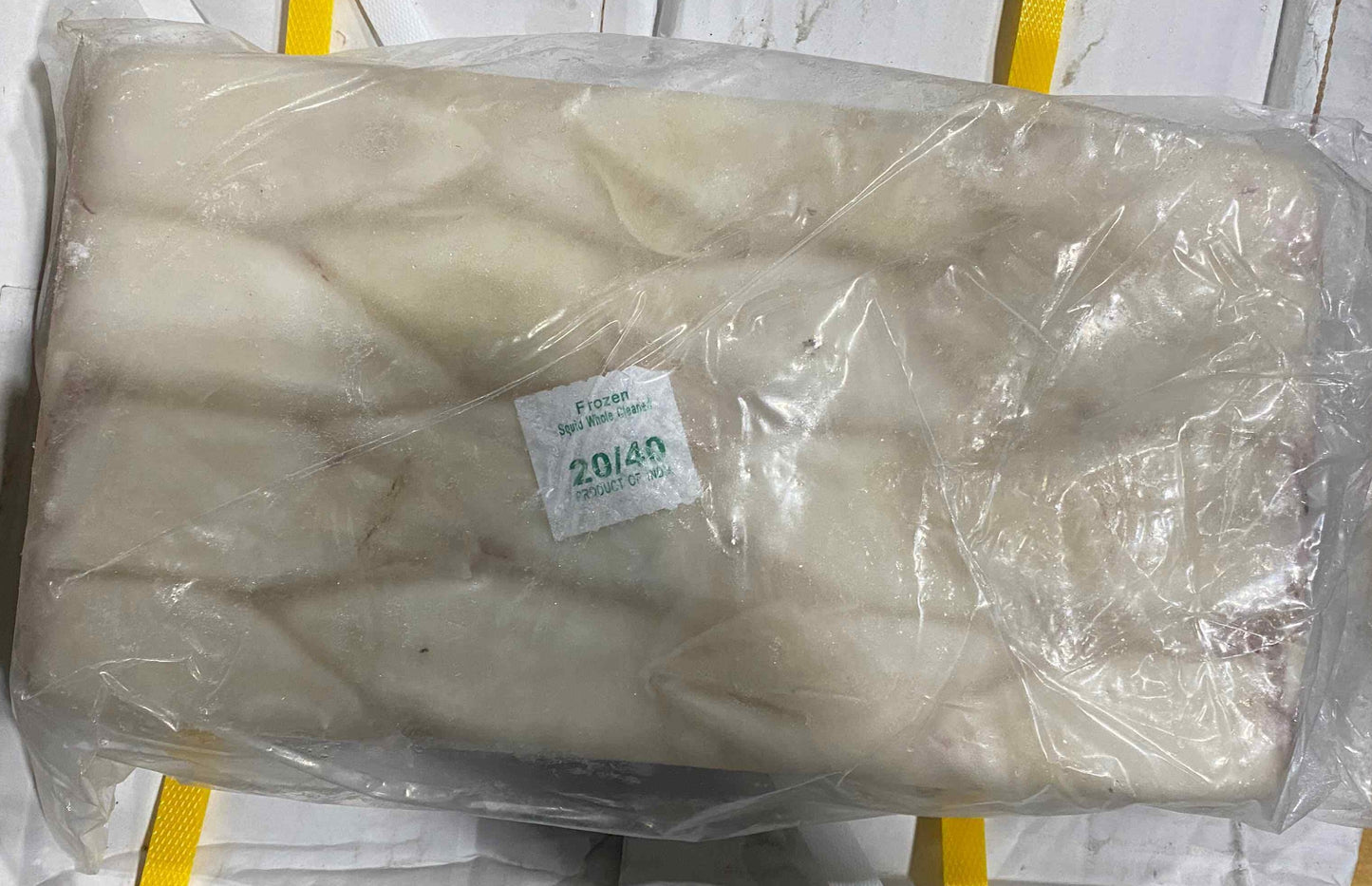 TT Squid (44 lb)