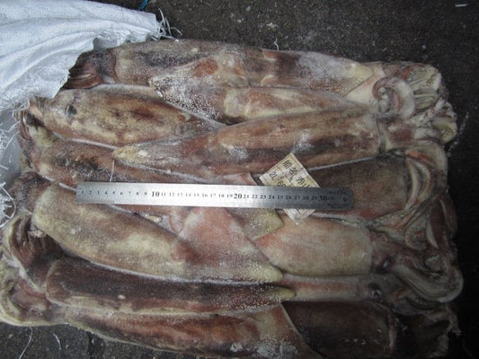 Whole Squid (36 lb)