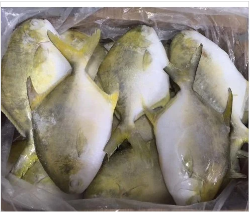 Golden Pompano (40 lb)
