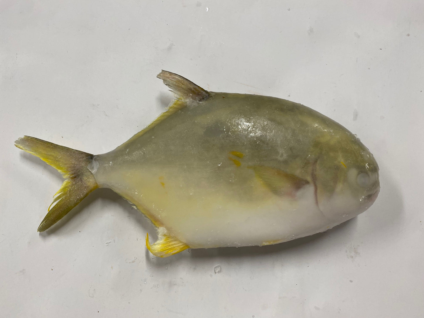 Golden Pompano (40 lb)