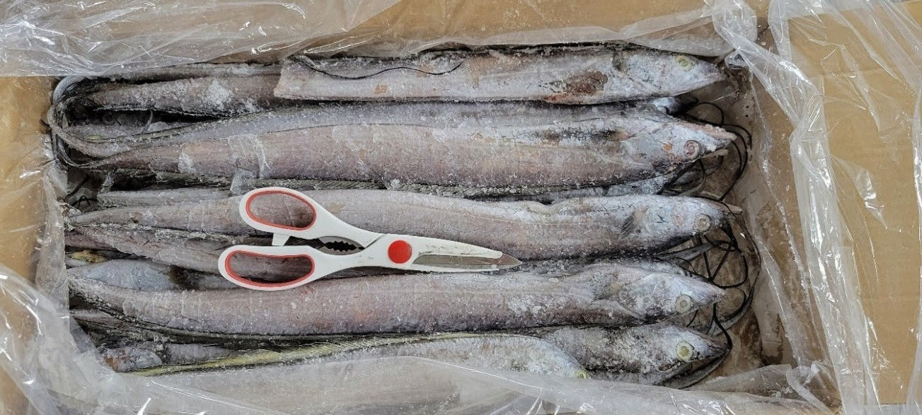 Ribbon Fish (22.1 lb)