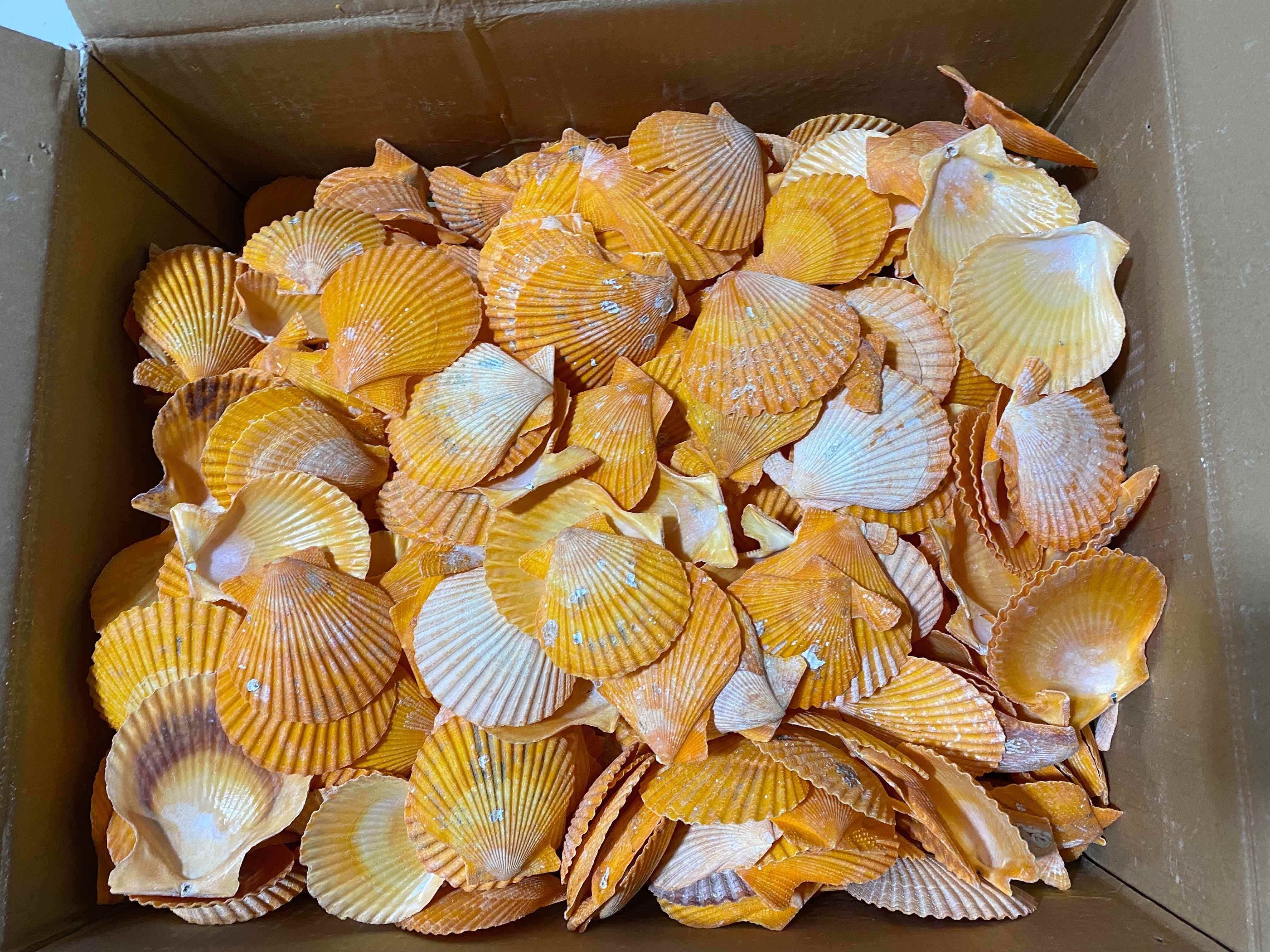 Scallop Shell – Arctic Food Services